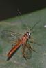 Rhyssinae inconnu